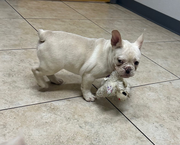 French Bulldog – AKC cream Frenchie Fluffy carrier French Bulldog