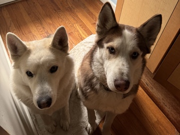 Siberian Husky – 2 huskies – Peekskill