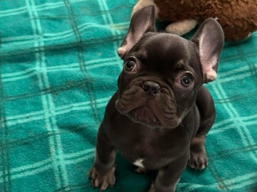 French Bulldog – frenchie pup – Salem