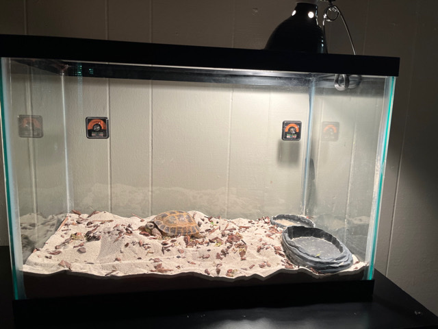 tortoise