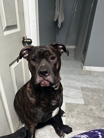 Cane Corso – triina