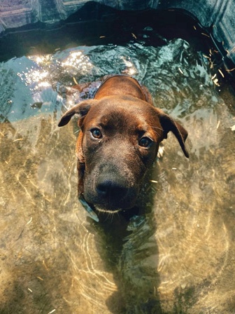 Labrador Retriever – Labrador in search of new home ASAP!