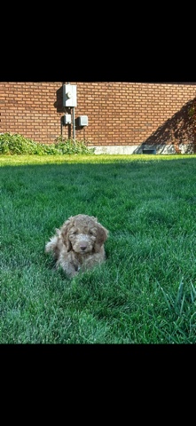 Golden Retriever – golden doodle