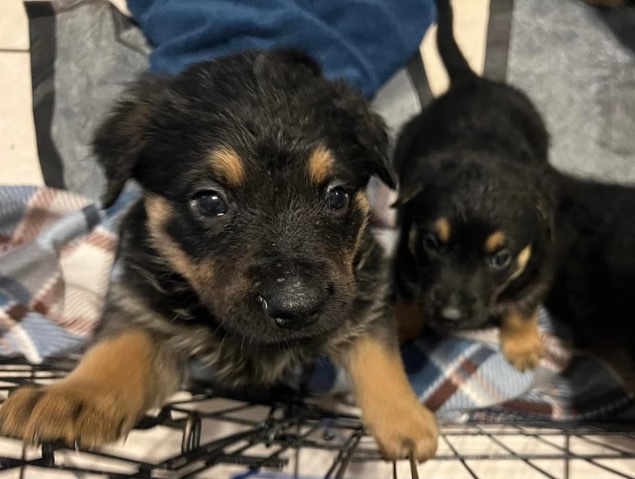 German Shepherd – Puppies are ready!! German Shepard/Rottweiler mix.