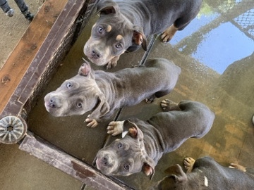 American Bulldog – Bully Puppies for sale – Lancaster