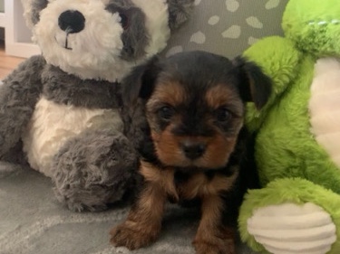 Yorkshire Terrier – yorkie pups – Adrian