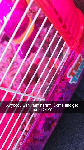 hamsters