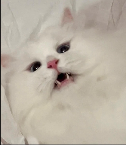 Persian (Traditional) – cat/kitten/full white