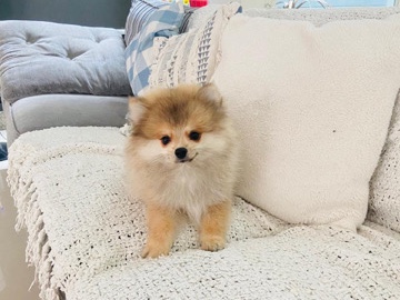 Pomeranian – Filhote de Lulu da pomeranea Anao – São Paulo