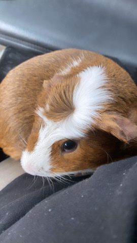 Any – genius pigs rehome