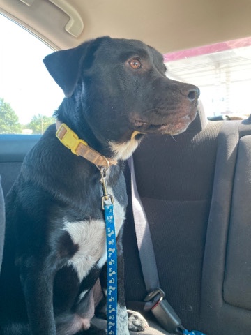 Labrador Retriever – Black lab puppy