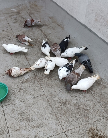 14 pigeons in only *** 5jodi and all are single