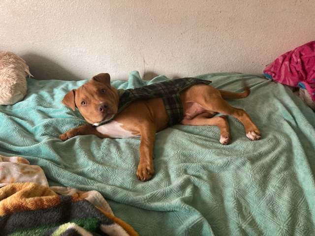 American Pit Bull Terrier – Red nose pit bull for rehoming