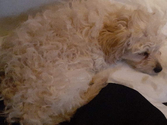 Maltipoo – Adorable Maltipoo Puppy for Sale – 2.5 Months Old in Phoenix – Phoenix