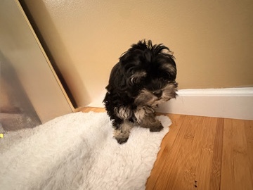 Maltipoo – Adorable Maltipoo/morkie Puppy for Sale – 11 Weeks Old in Rockford – Rockford