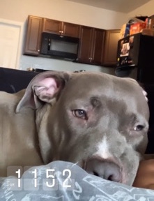American Pit Bull Terrier – Bluenose PitBull