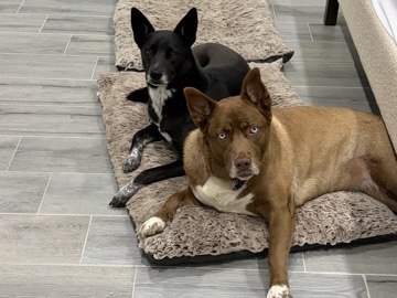Mixed Breed – German Shepherd/Husky – Waller