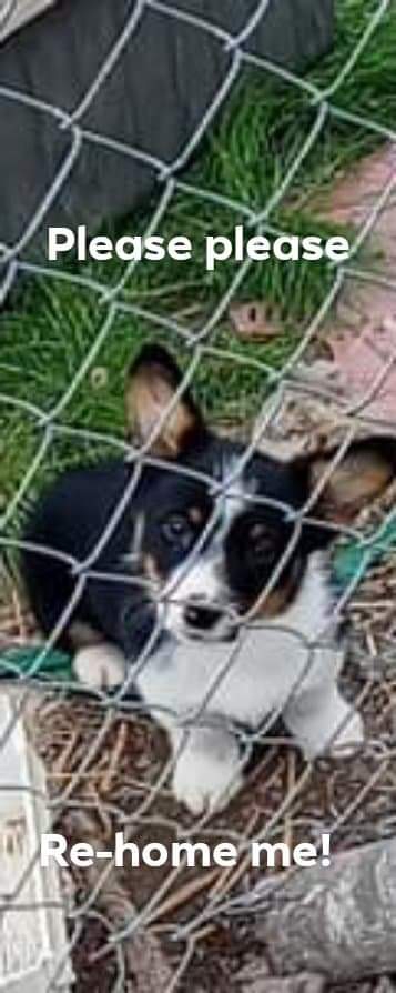 Cardigan Welsh Corgi – corgi pup