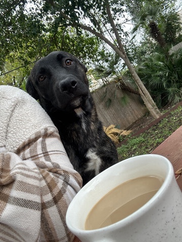 Female Dutch Shepard 