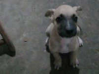 Filhotes de cachorro 2 meses(machos) – Teresina
