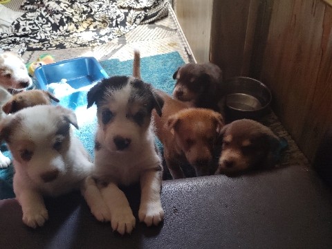 Australian Shepherd - Australian Shepard husky mix puppies for sale available for adoption in Phoenix