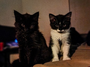 kittens for cheap – Carrollton