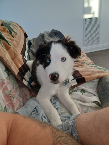Australian Shepherd – tango