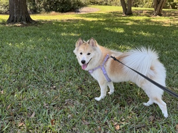 Pomsky – Meet Kira the Pomsky! – Tampa