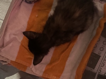 kitten for sell – Houston