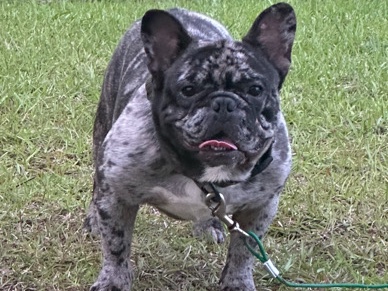 French Bulldog -  Frenchie  (Male) available for adoption in Columbia