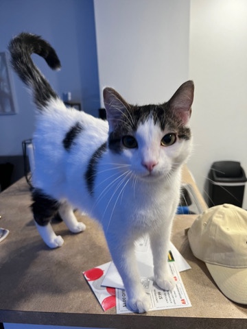 Rehoming Loki