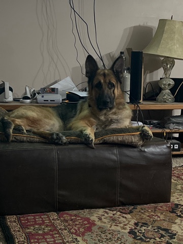 German Shepherd – Diesel