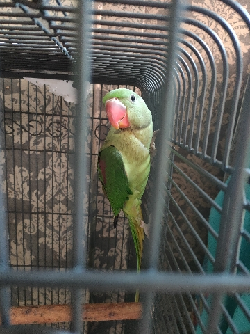 Indian Ringneck Parakeet – alexanderine parrot