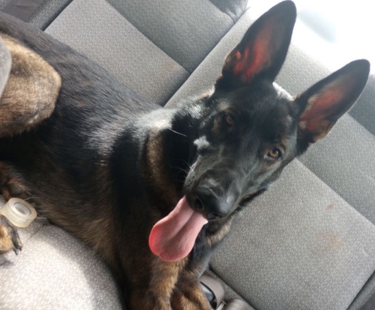 German Shepherd – AKC German Shepherd