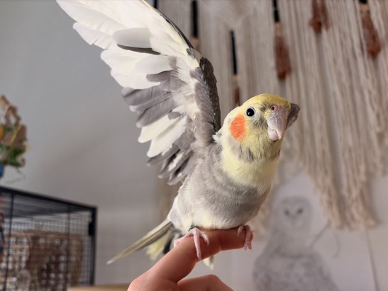 Cockatiel – Male Cockatiel – Denver