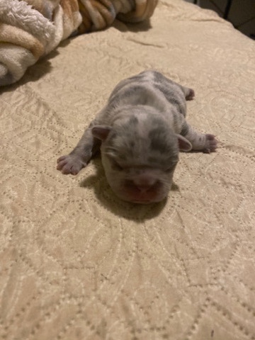 French Bulldog – selling pure frenchies