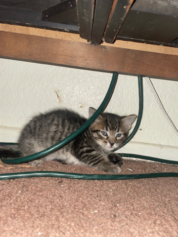 nice cute kitten litter trained 3 month
