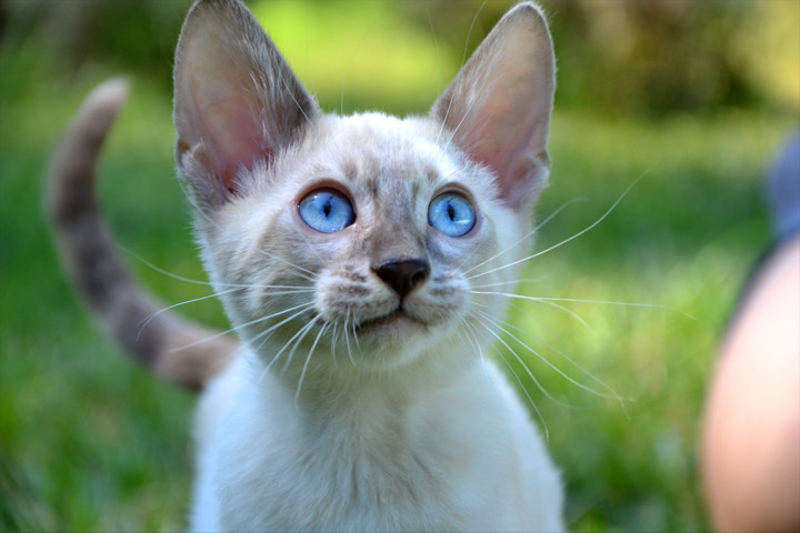 Bengal – Very rare color charcoal BLUE lynx bengal kitten
