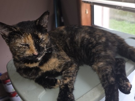 Calico Cat – Houston