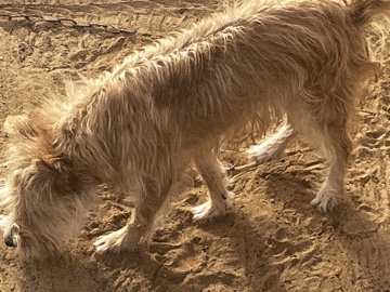 Airedale Terrier – Ottis – Yuma