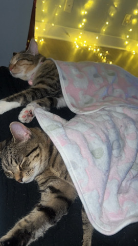 Two one year cats