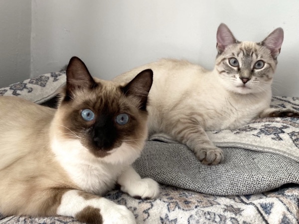 Snowshoe – Relaxed Siamese Snowshoe and energetic Siamese Lynx Point for Adoption – 3 Years Old – Turners Falls
