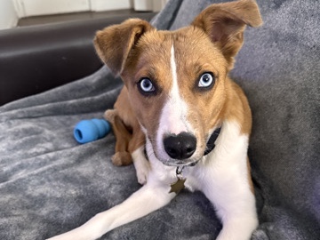 Australian Shepherd – Puppy for rehoming – Lincoln