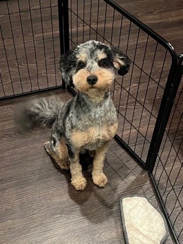Mini Bernedoodle for sale 