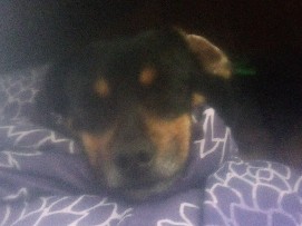 Chihuahua – chiweenie