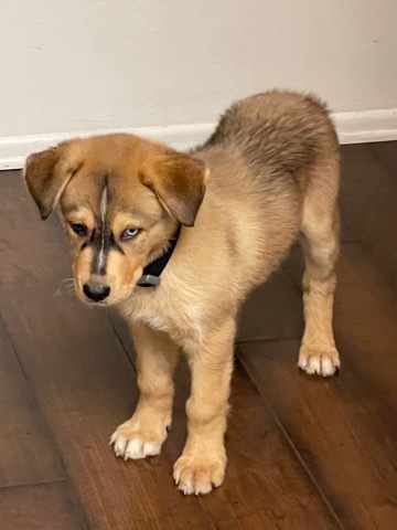 Siberian Husky – Siberian Husky mix with German Shepherd
