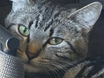 Sweet Young Female Cat – Free to a Loving Home – Aurora