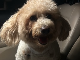 Poodle – poodle for sale – Sharjah