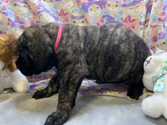 English Mastiff – AKC Mastiff Champion Bloodline – Thibodaux