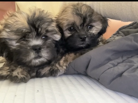 Shih Tzu – shipoo – Lake Havasu City